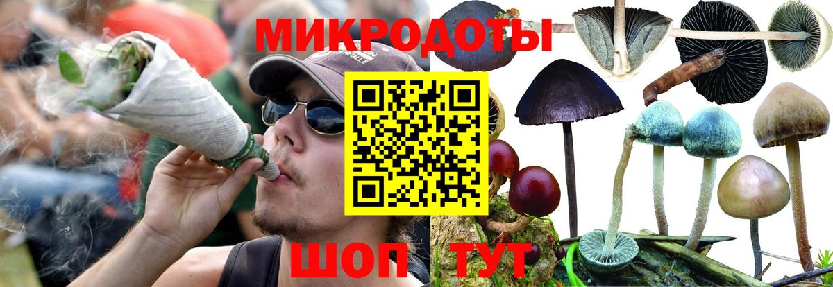 Псилоцибиновые грибы Psilocybe Новодвинск